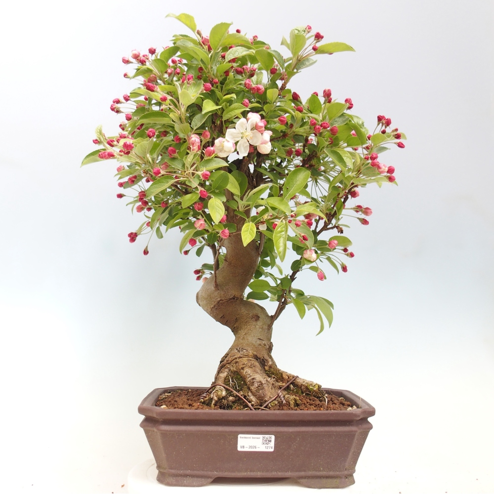 Bonsai voor buiten -Malus halliana - Appelboom met kleine vruchten