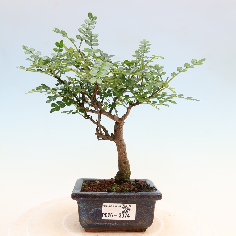 Kamerbonsai - Zantoxylum piperitum - peperboom