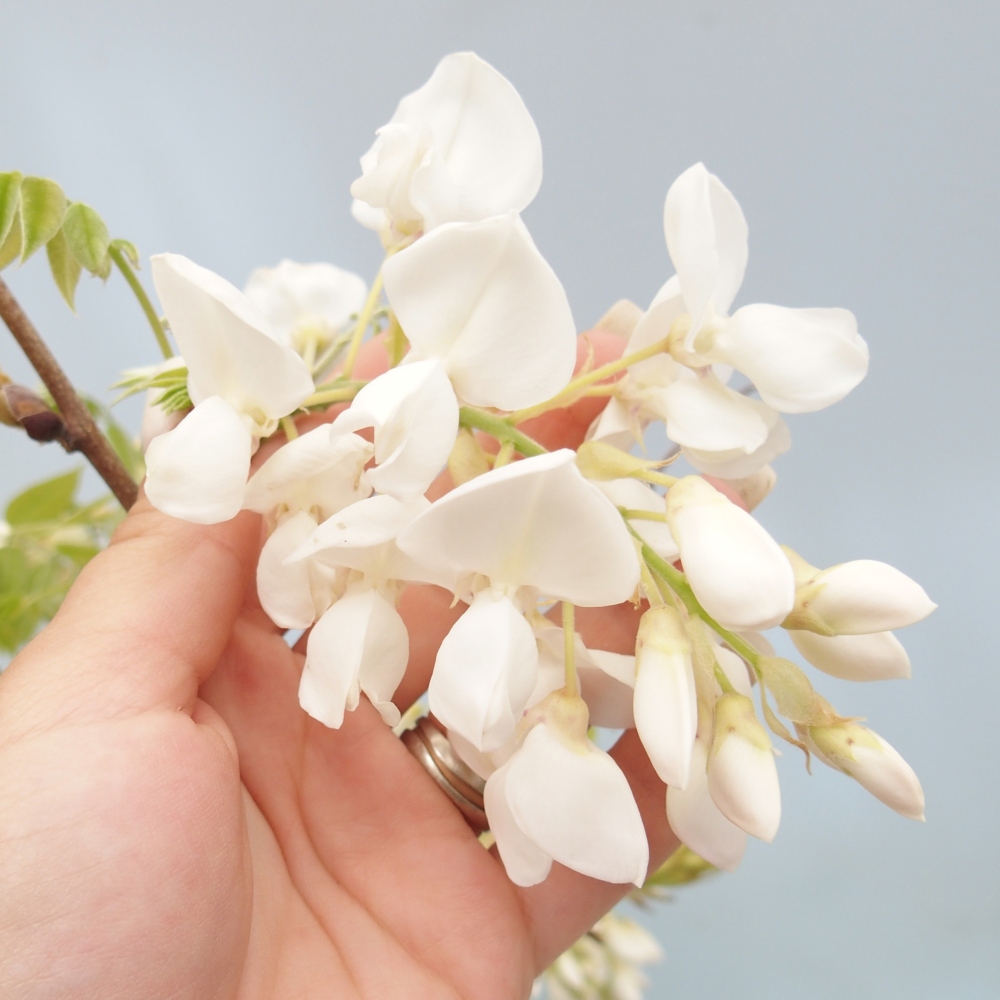 Bonsai voor buiten - Vistaria - Wisteria