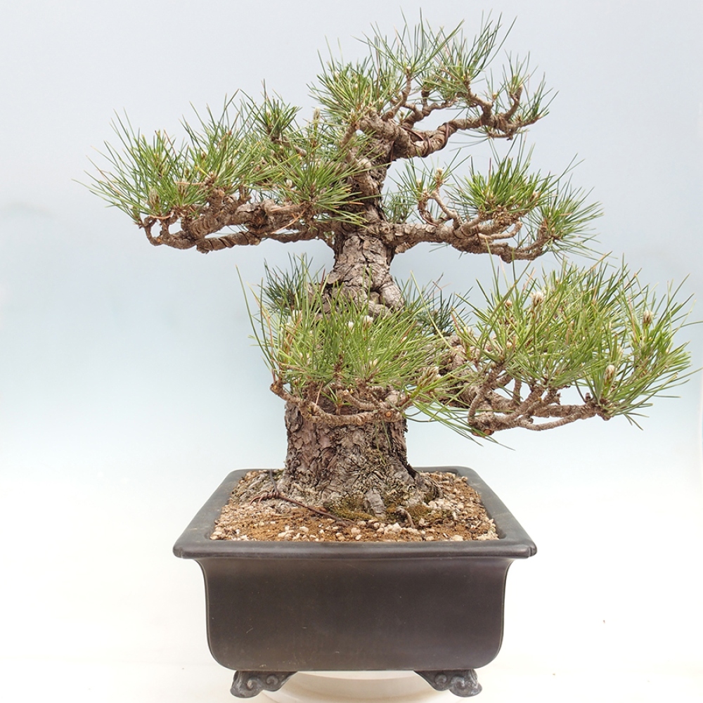 Bonsai voor buiten - Pinus thunbergii - Thunberg den