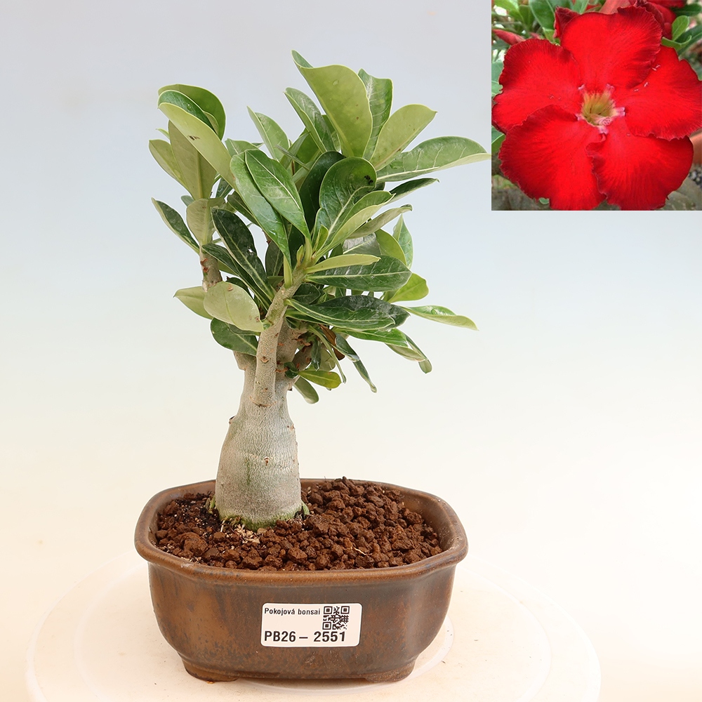 Kamerbonsai - Adenium obesum Red Star - Woestijnroos