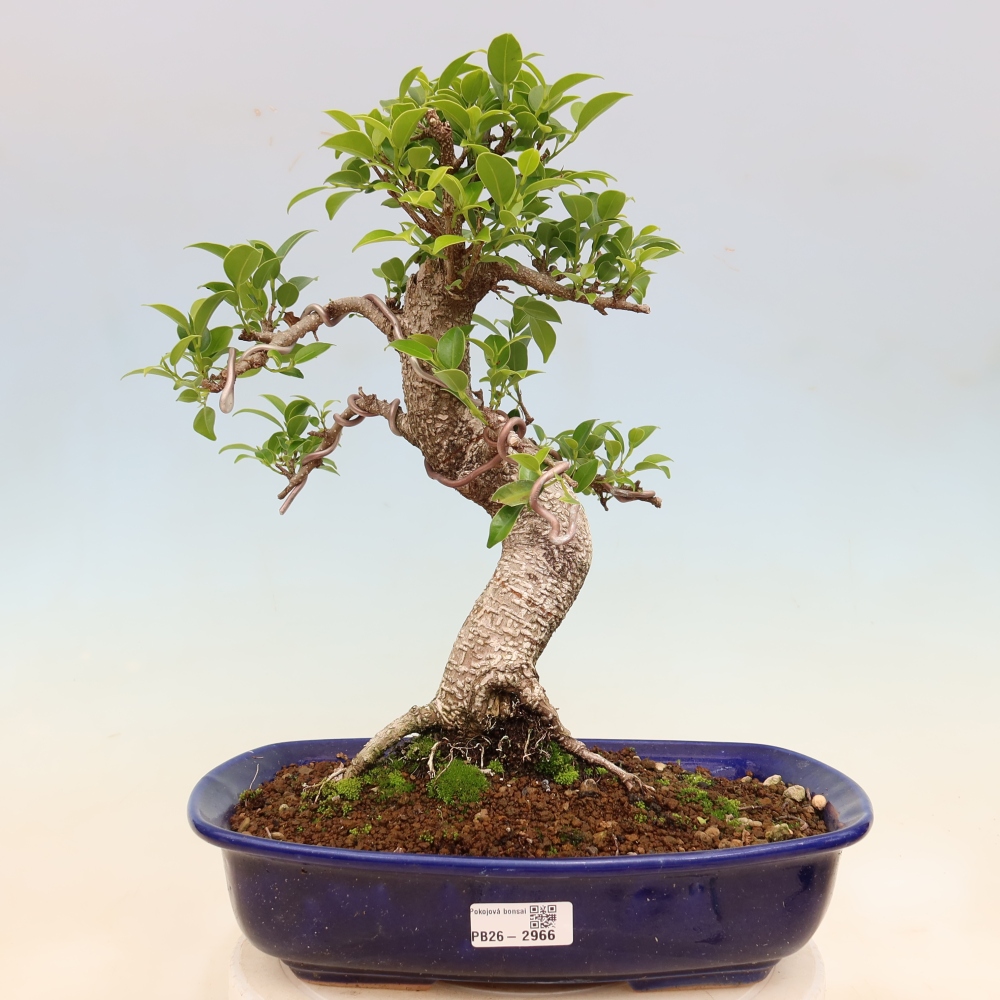 Kamerbonsai - Ficus kimmen - kleinbladige ficus