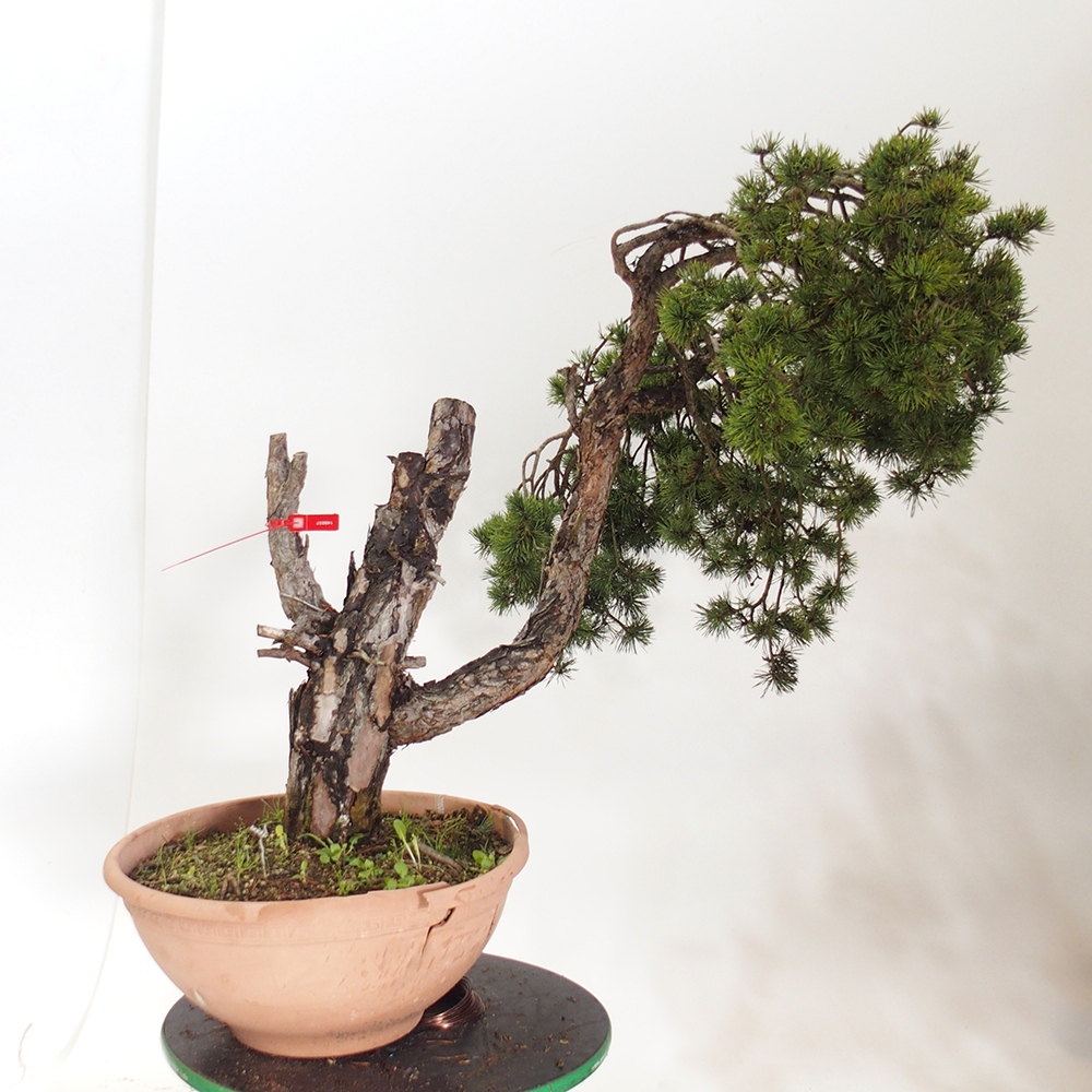 Yamadori - Pinus sylvestris Spanje