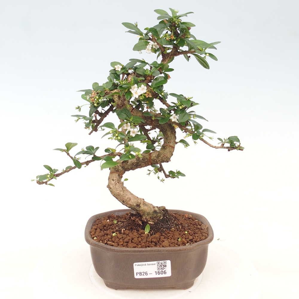 Kamerbonsai - Carmona macrophylla - Thee fuki