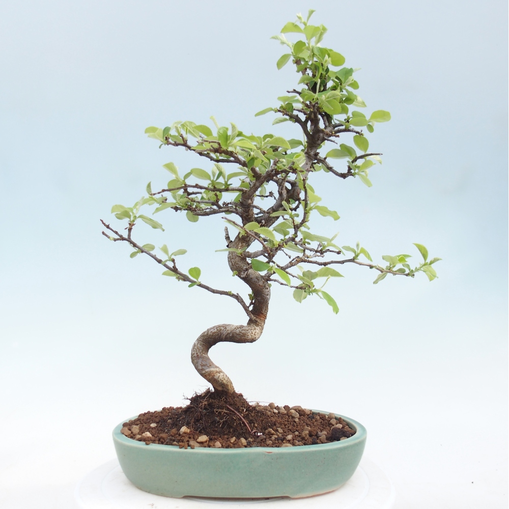Bonsai voor buiten - Chaneomeles chinensis