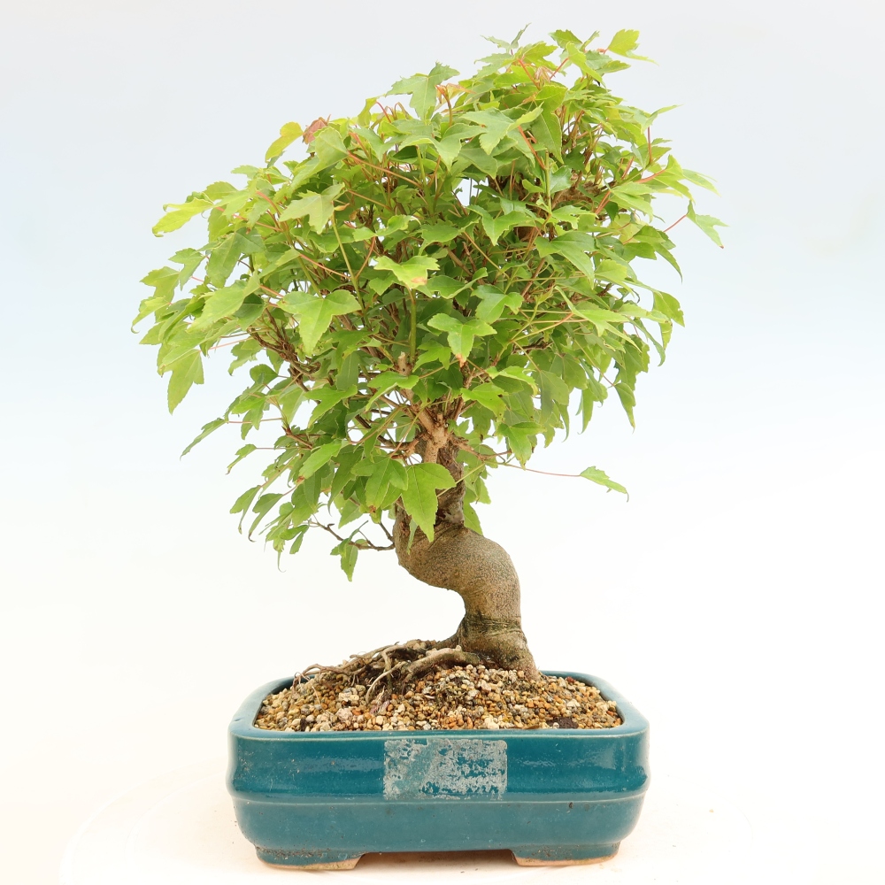 Bonsai voor buiten - Esdoorn Burger - Acer Burgerianum