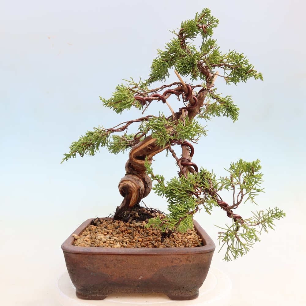 Bonsai voor buiten - Juniperus chinensis Itoigawa-Juniperus chinensis