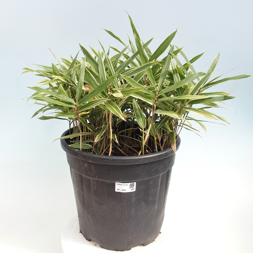 Bonsai voor buiten - Sasaella masamuneana Albostriata - Bamboe
