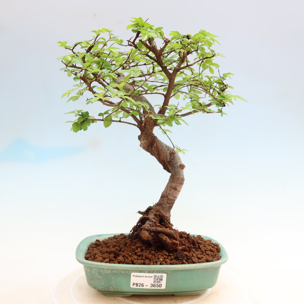 Kamerbonsai - Ulmus parvifolia - Winteriep