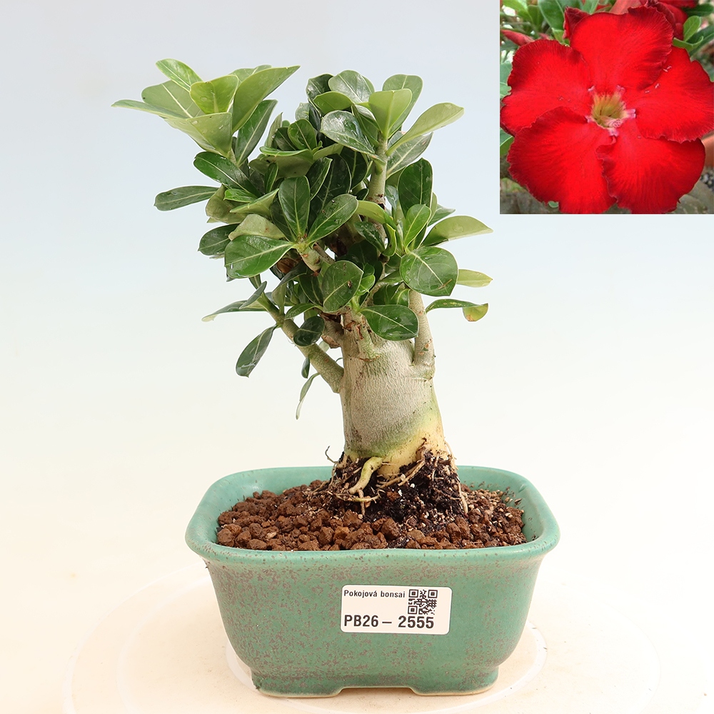 Kamerbonsai - Adenium obesum Red Star - Woestijnroos