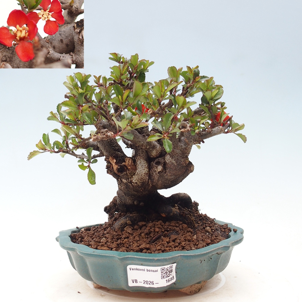 Bonsai voor buiten - Chaneomeles speciosa - Kweepeer