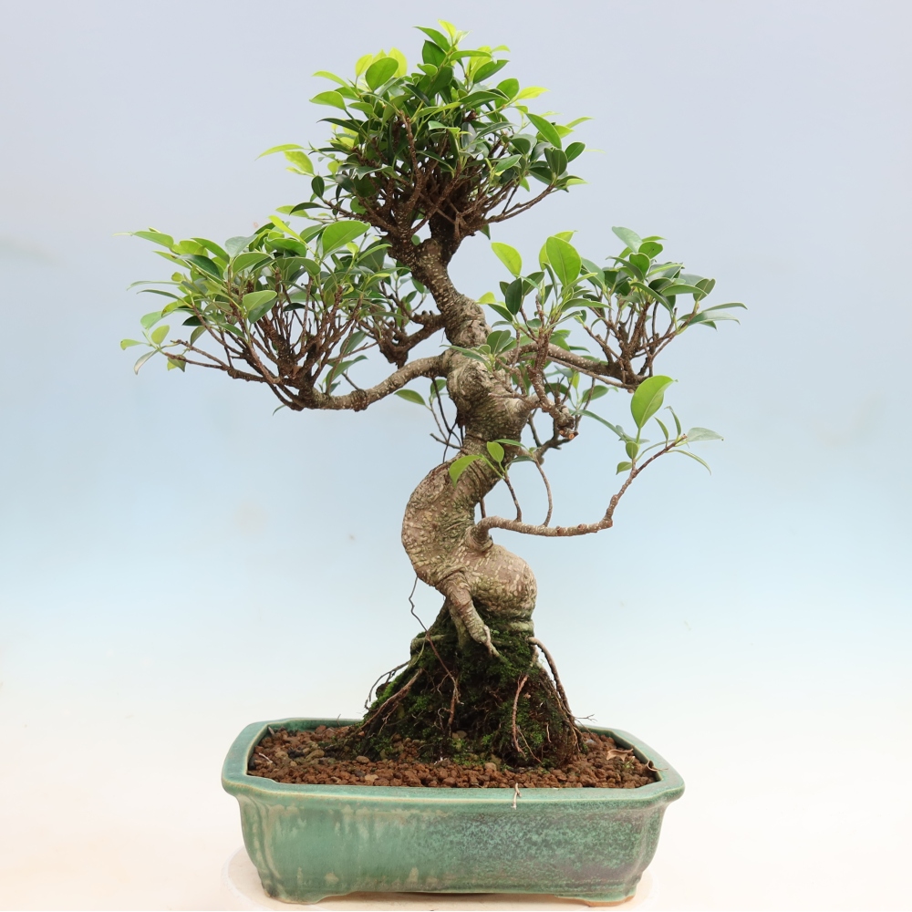 Kamerbonsai - Ficus kimmen - kleinbladige ficus