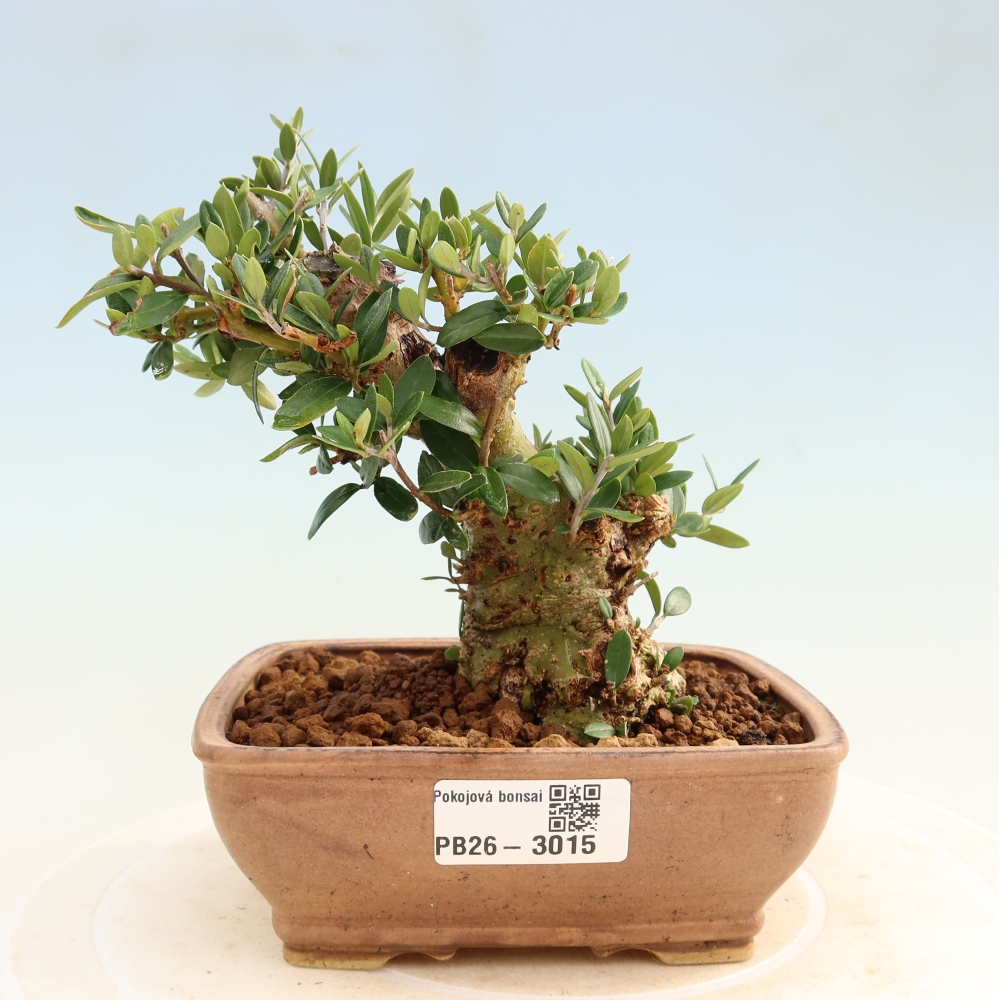 Bonsai voor binnen - Olea europaea sylvestris