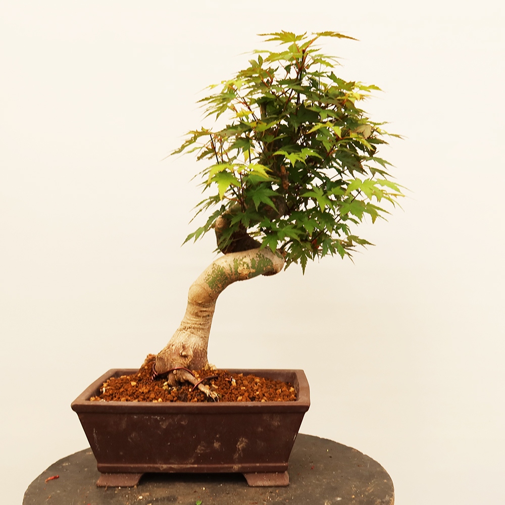 Bonsai voor buiten - Esdoorn palmatum - Palmen