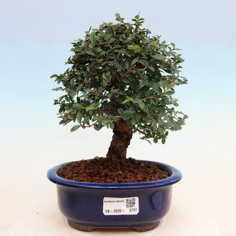 Bonsai voor buiten - Zelkova - Zelkova NIRE