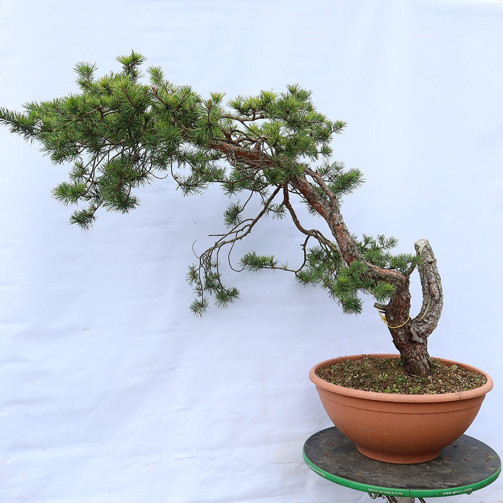 Pinus sylvestris Spanje - grove den
