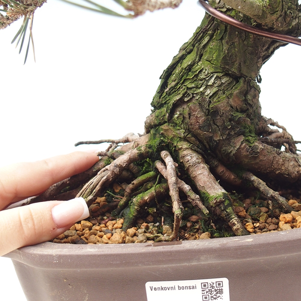 Bonsai voor buiten - Pinus thunbergii Kotobuki - Thunberg den