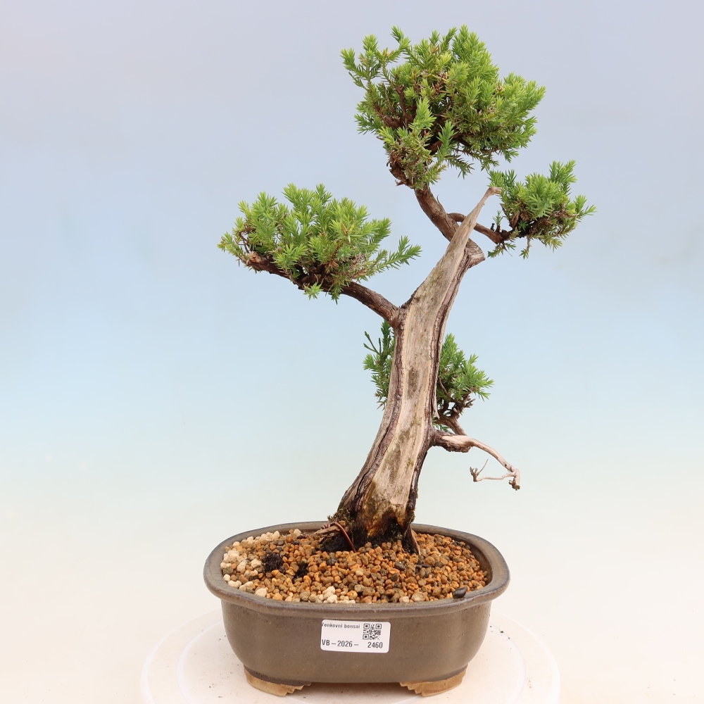 Bonsai voor buiten - Juniperus squamata – Schilferjeneverbes