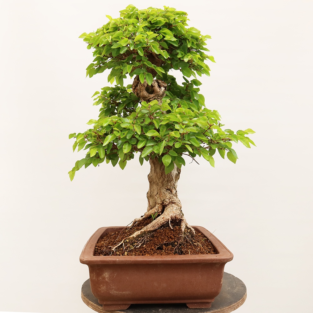 Bonsai voor buiten -Carpinus Coreana - Koreaanse haagbeuk