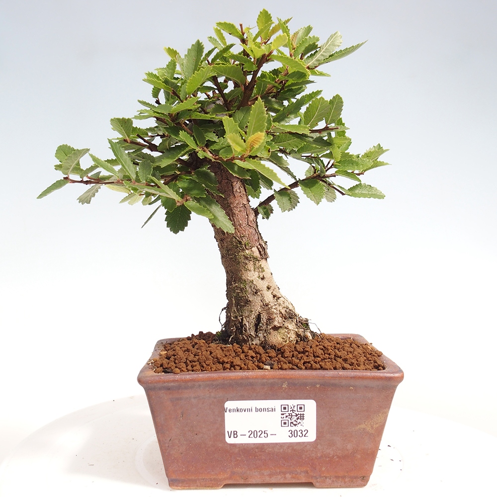 Bonsai voor buiten - Zelkova - Zelkova NIRE
