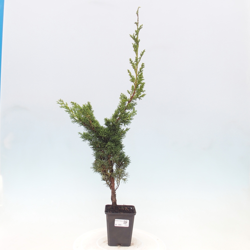 Bonsai voor buiten - Juniperus chinensis Kishu