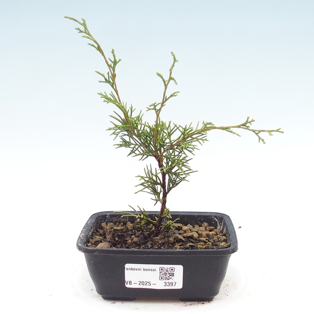 Bonsai voor buiten - Juniperus chinensis Itoigawa