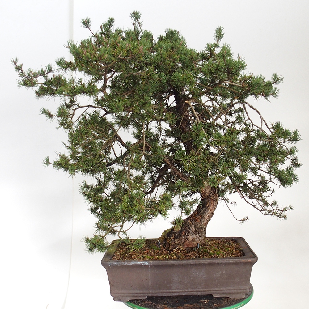 Yamadori - Pinus sylvestris Spanje