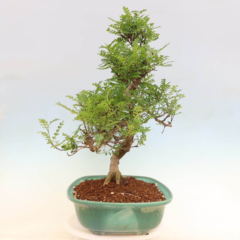 Kamerbonsai - Zantoxylum piperitum - peperboom