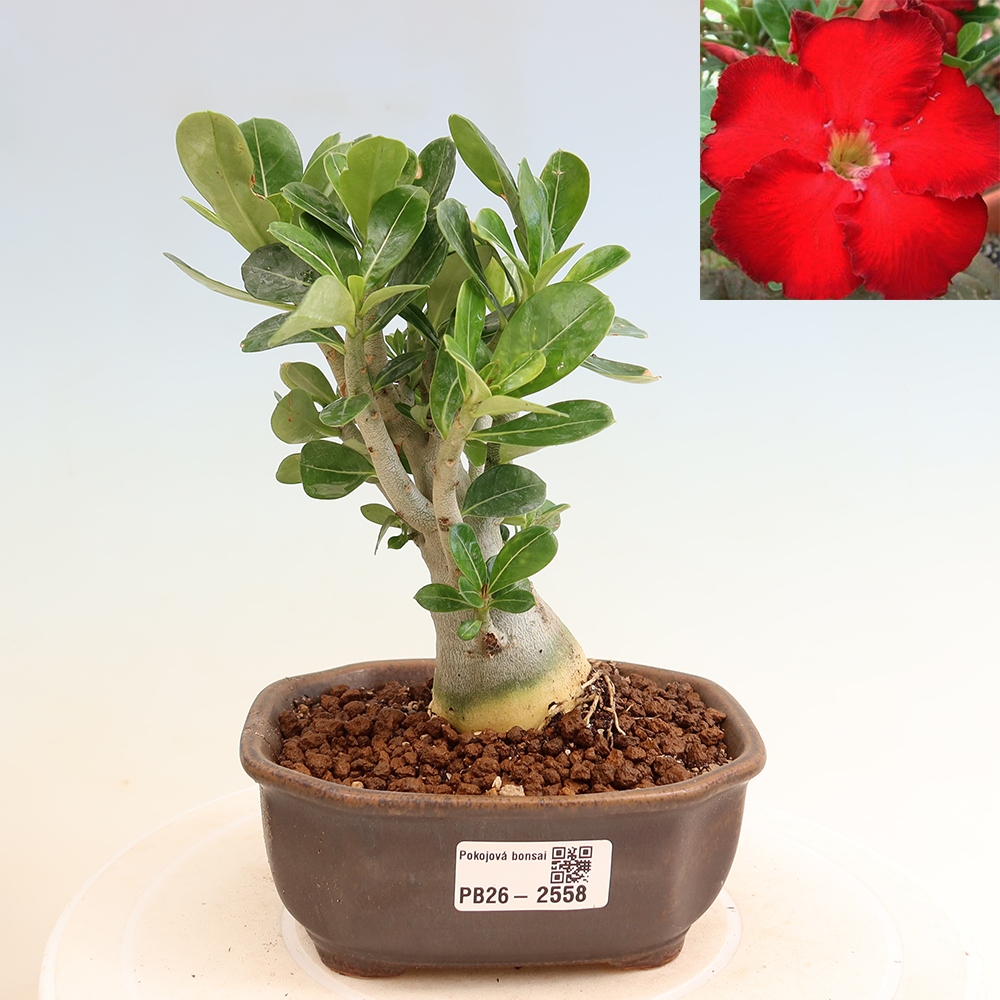 Kamerbonsai - Adenium obesum Red Star - Woestijnroos