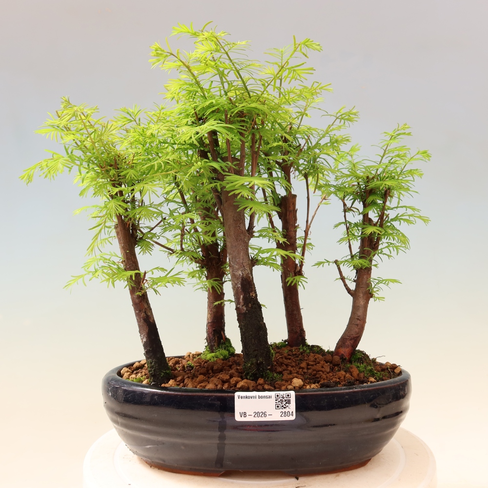 Buitenbonsai - Metasequoia glyptostroboides - Chinese metasequoia - bosje