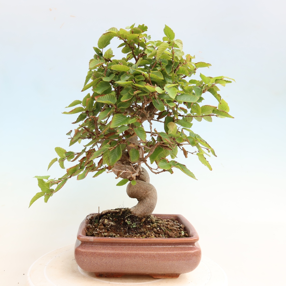Bonsai voor buiten -Carpinus CARPINOIDES - Koreaanse haagbeuk