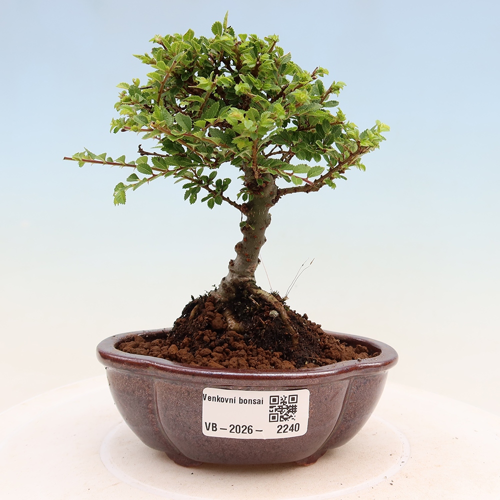 Bonsai voor buiten - Ulmus parvifolia Sagei - Kleinbladige iep