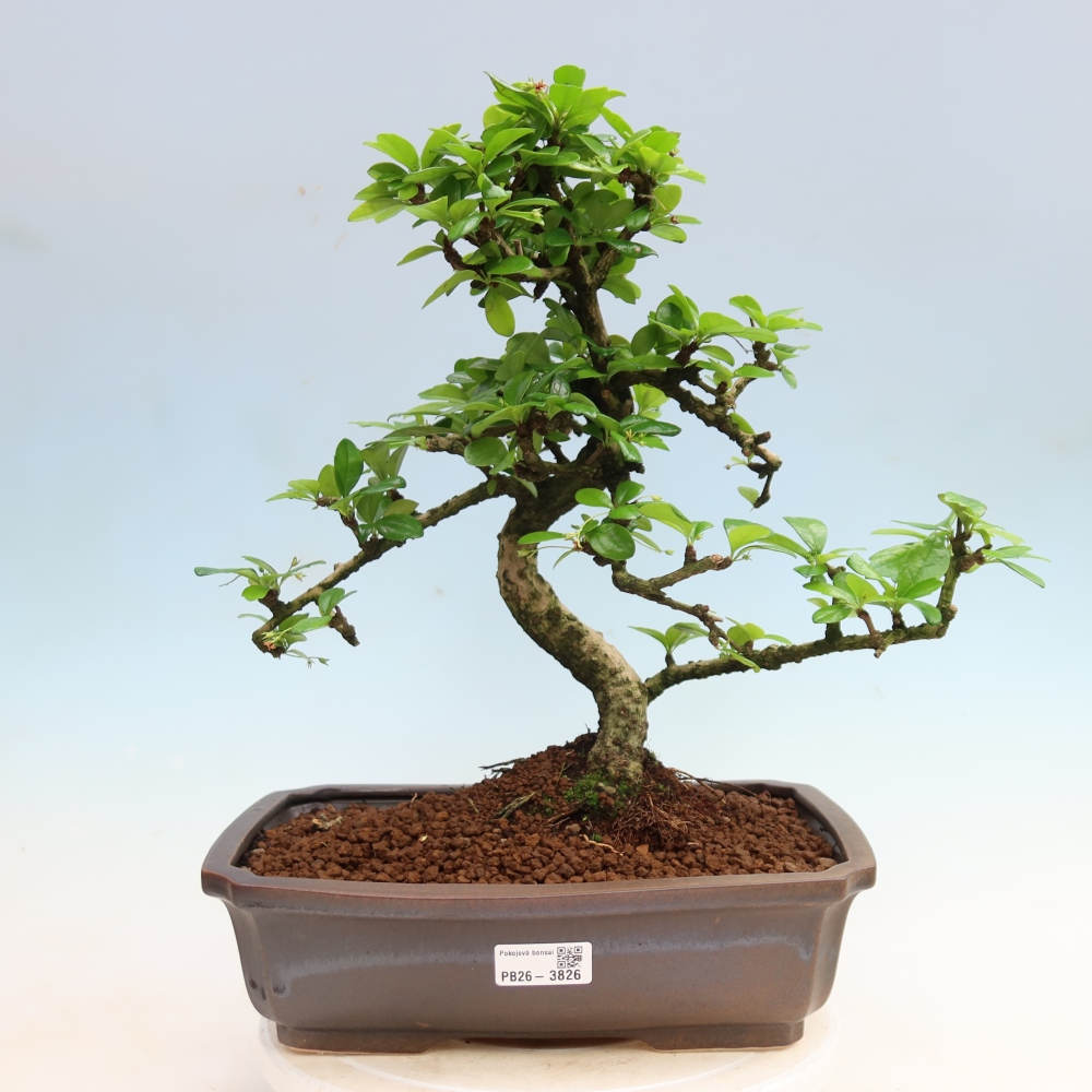 Kamerbonsai - Carmona macrophylla - Thee fuki