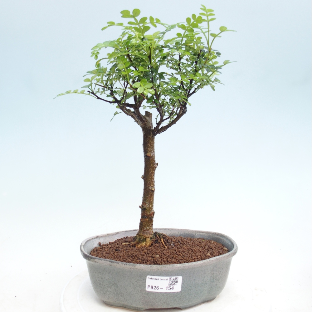 Kamerbonsai - Zantoxylum piperitum - peperboom