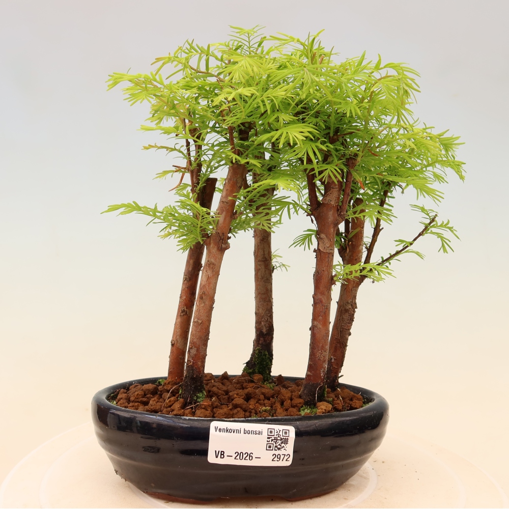 Buitenbonsai - Metasequoia glyptostroboides - Chinese metasequoia - bosje