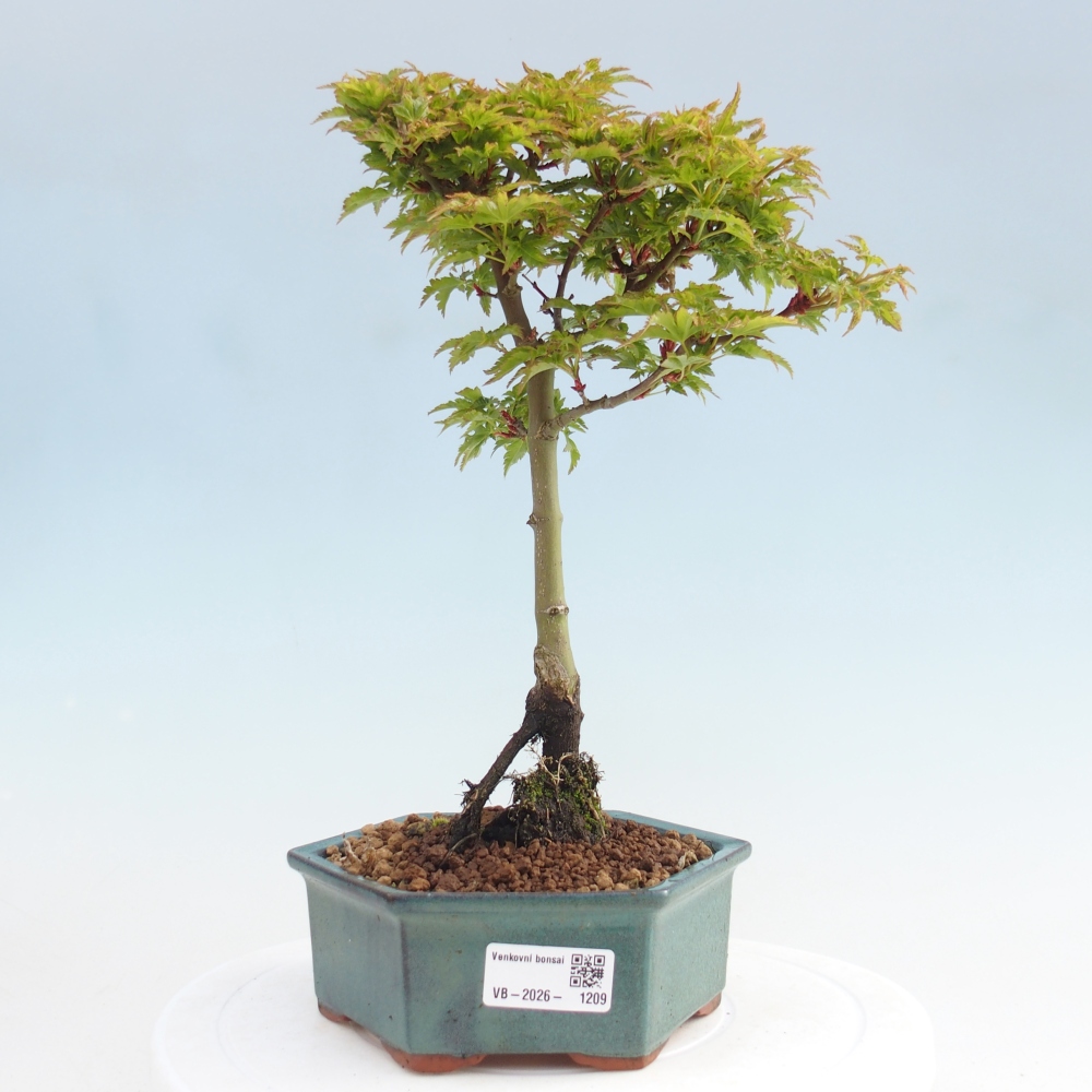 Bonsai voor buiten -Javor palm Acer palmatum Shishigashira