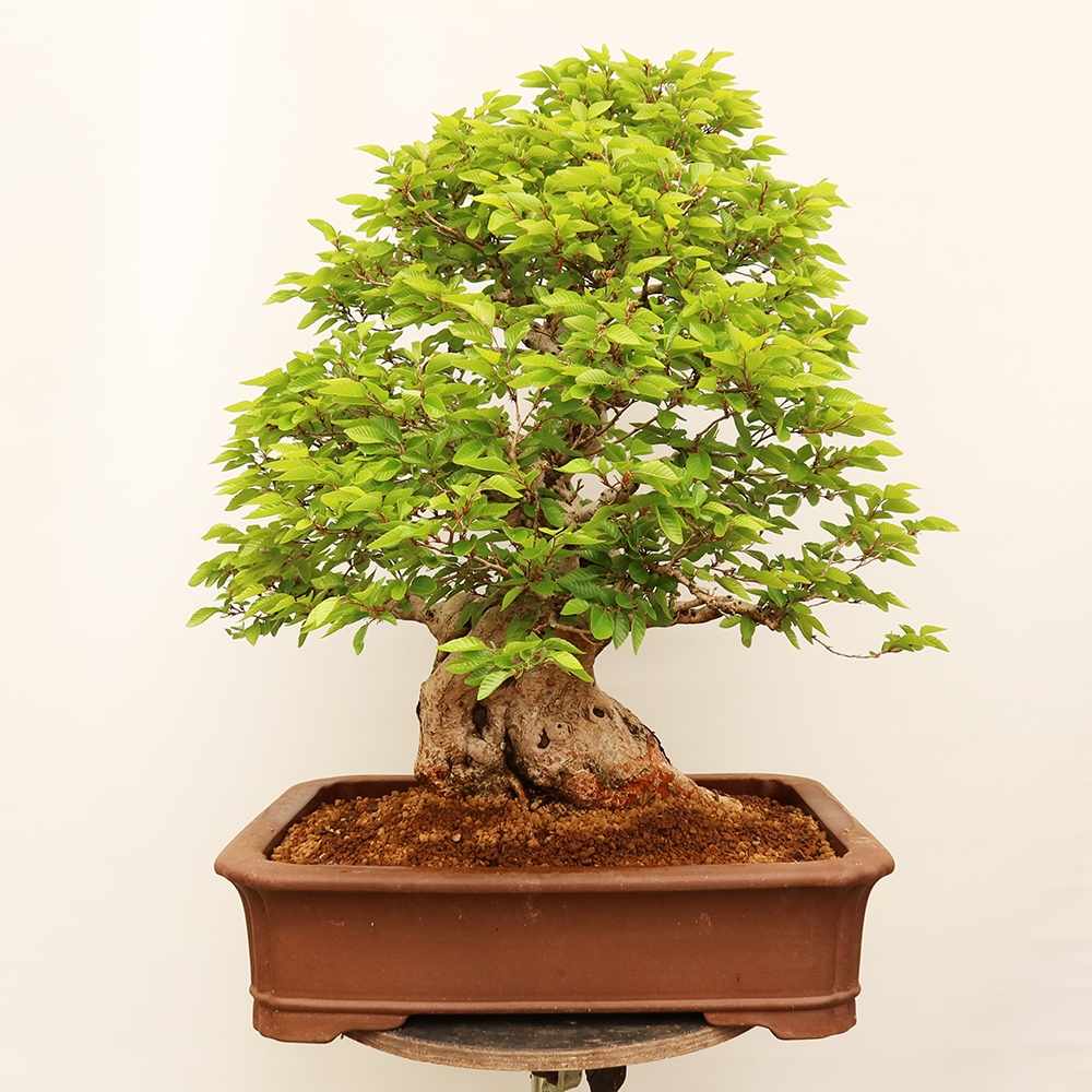 Bonsai voor buiten -Carpinus Coreana - Koreaanse haagbeuk