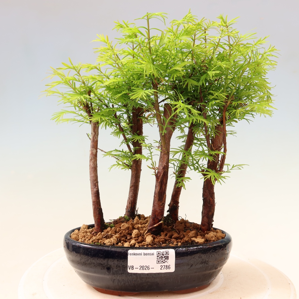 Buitenbonsai - Metasequoia glyptostroboides - Chinese metasequoia - bosje