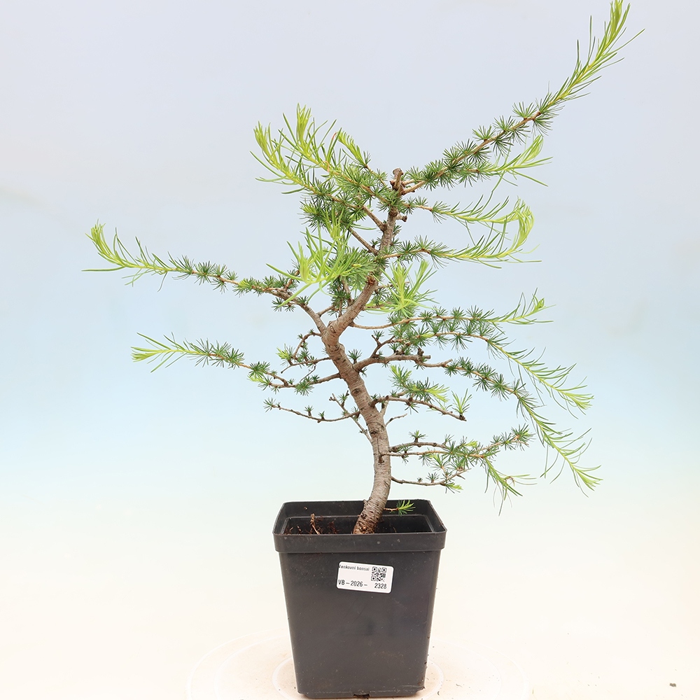 Bonsai voor buiten -Larix decidua - Lariks