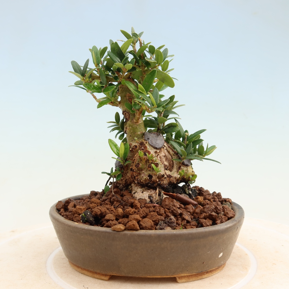 Bonsai voor binnen - Olea europaea sylvestris