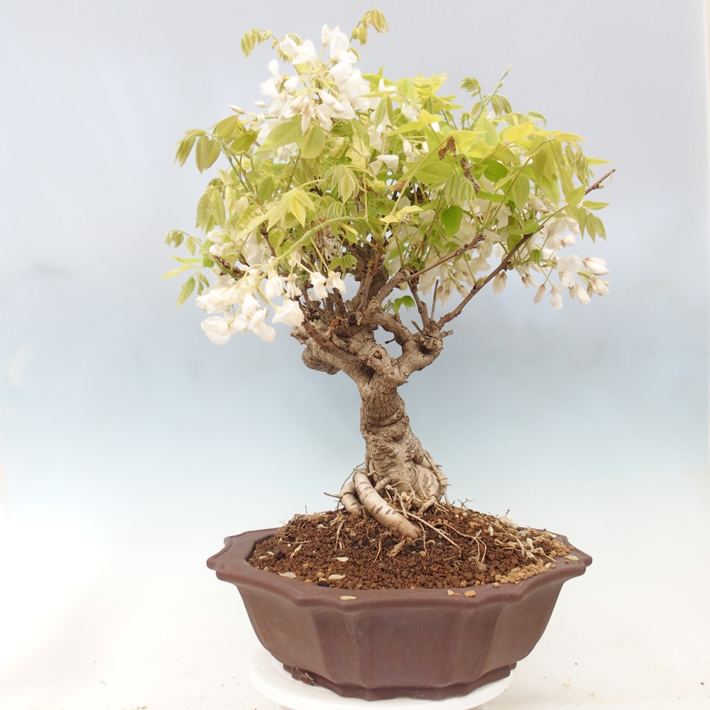 Bonsai voor buiten - Vistaria - Wisteria