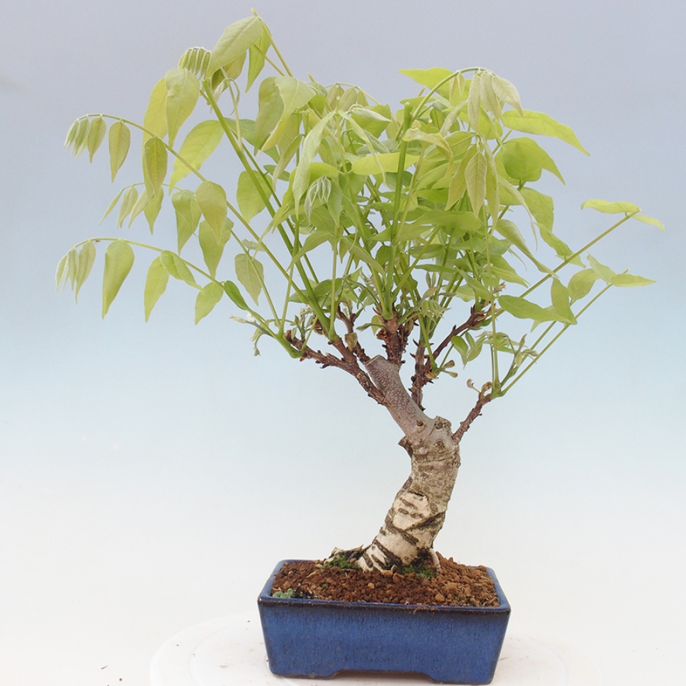 Bonsai voor buiten - Wisteria floribunda