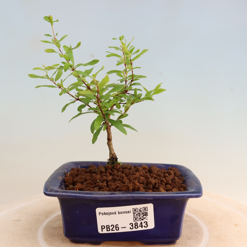 Kamerbonsai-PUNICA granatum nana-Granaatappel