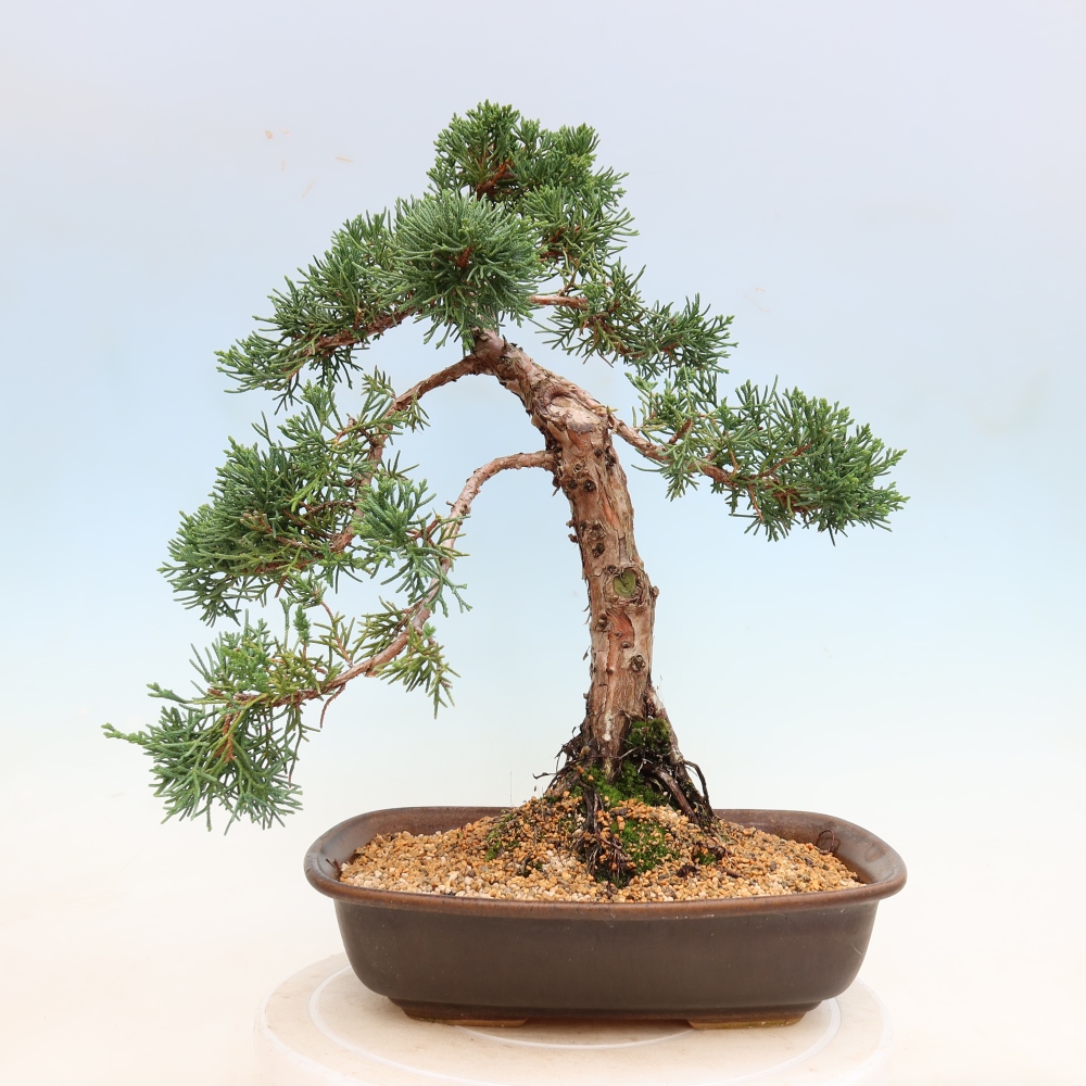 Bonsai voor buiten - Juniperus chinensis Kishu
