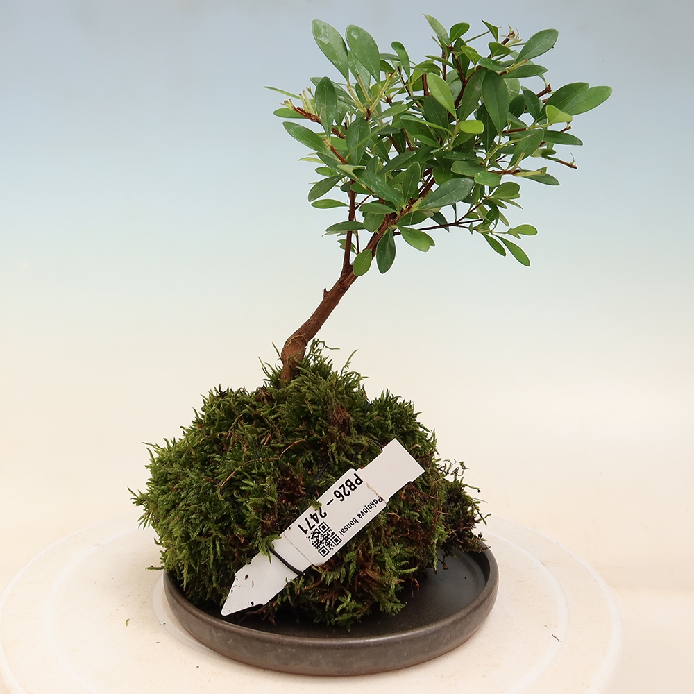 Kokedama met schaal - Syzygium - Pimentboom