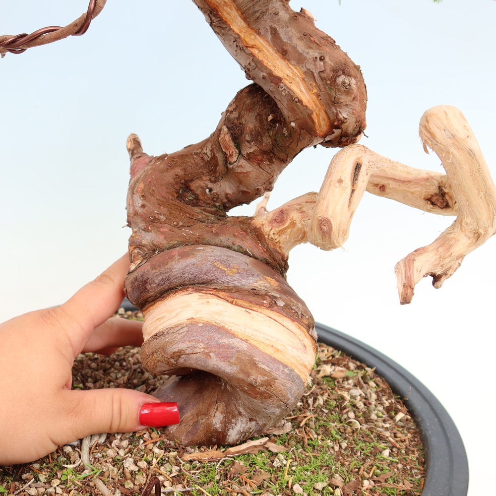 Bonsai voor buiten - Juniperus chinensis Itoigawa-Juniperus chinensis