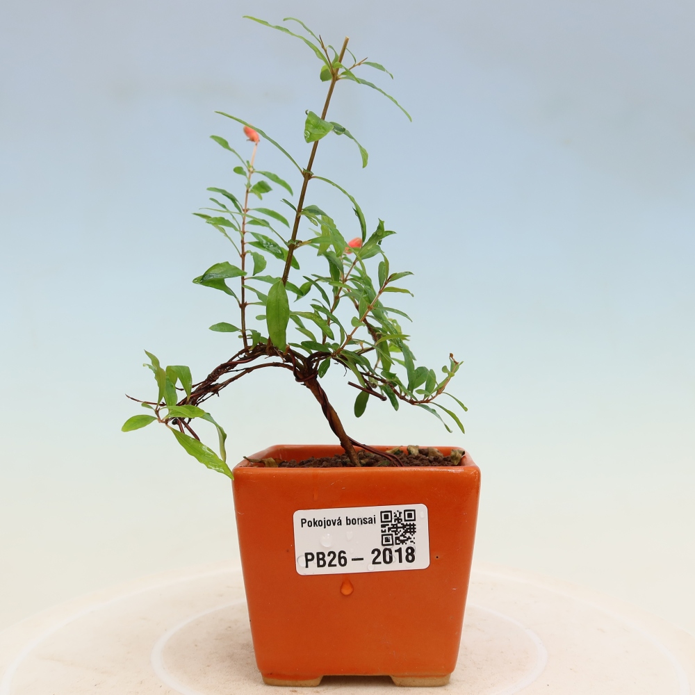 Kamerbonsai-PUNICA granatum nana-Granaatappel