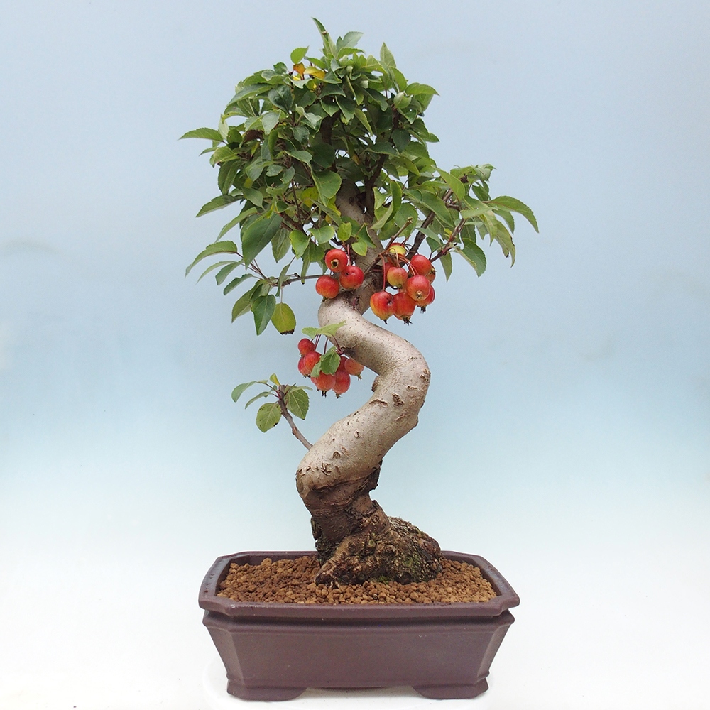 Bonsai voor buiten -Malus halliana - Appelboom met kleine vruchten