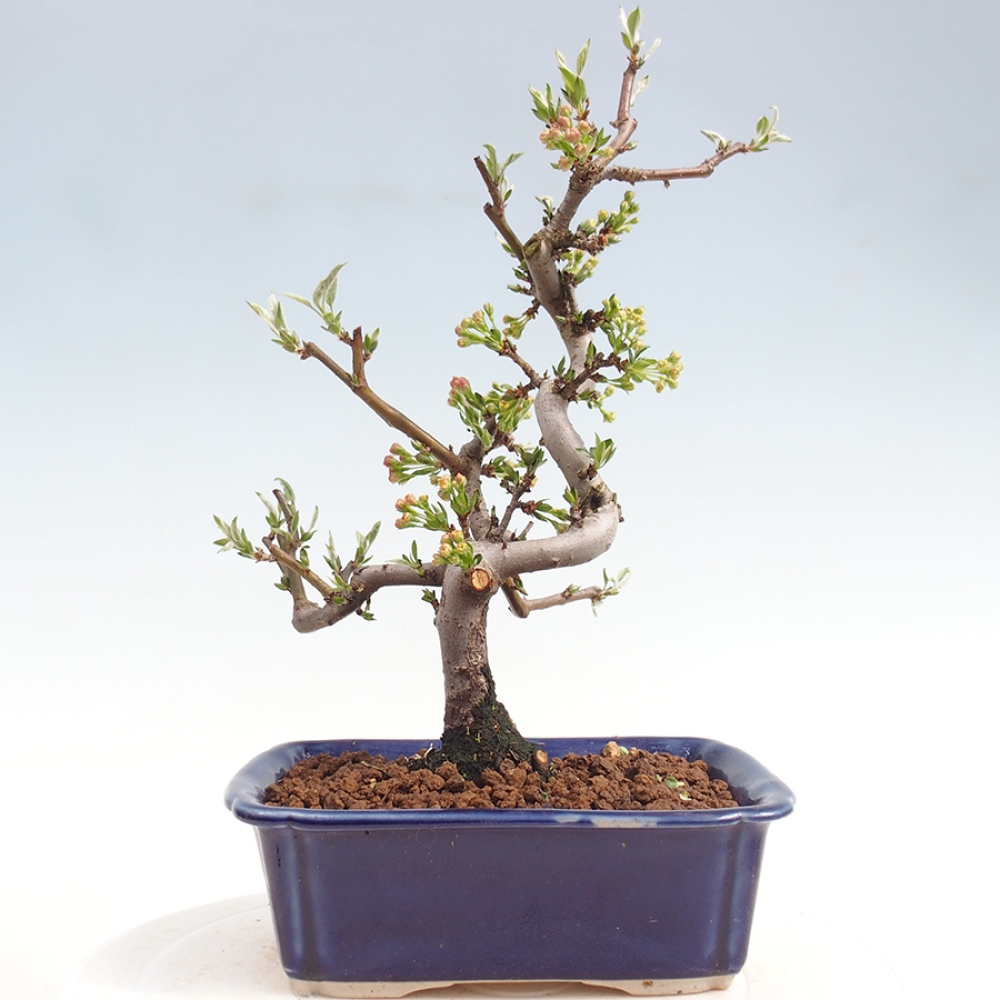 Bonsai voor buiten - Malus sargentii - Appelboom met kleine vruchten