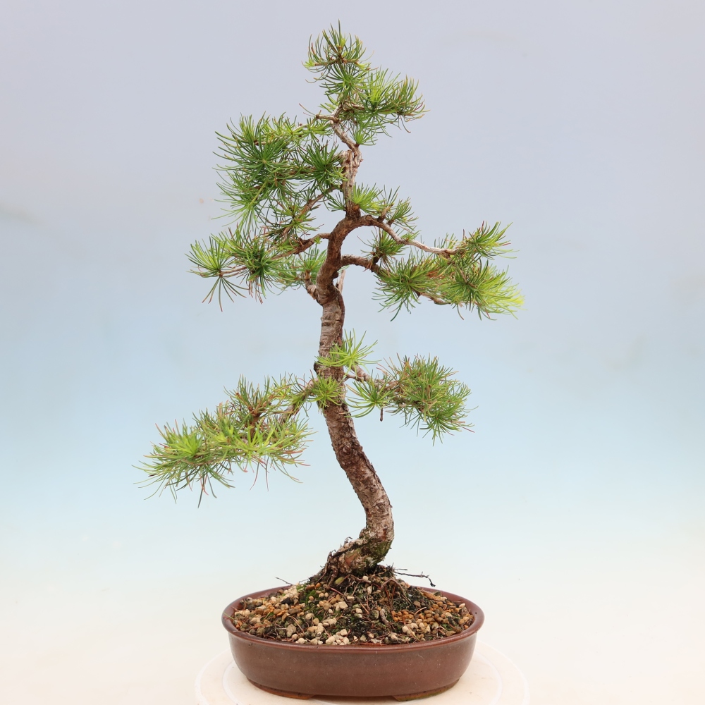 Bonsai voor buiten -Larix decidua - Lariks